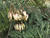  A002903croof60